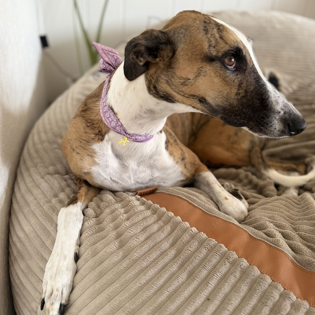 Dog Scarf Necklace - Stylish Dog Accessory