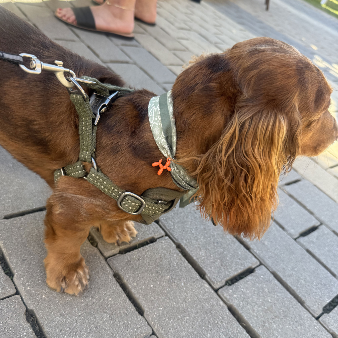 Dog Scarf Necklace - Stylish Dog Accessory