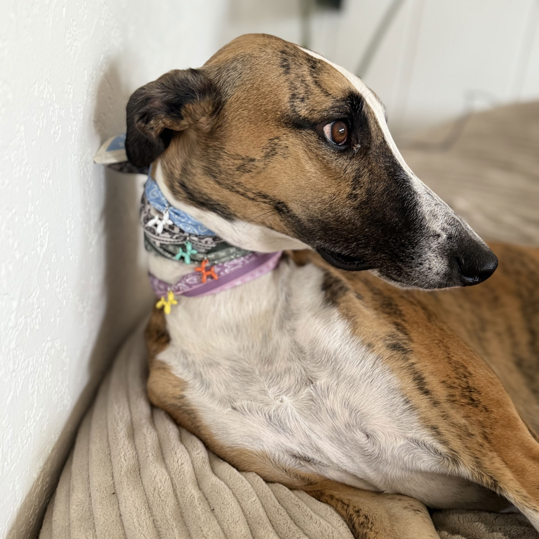 Dog Scarf Necklace - Stylish Dog Accessory